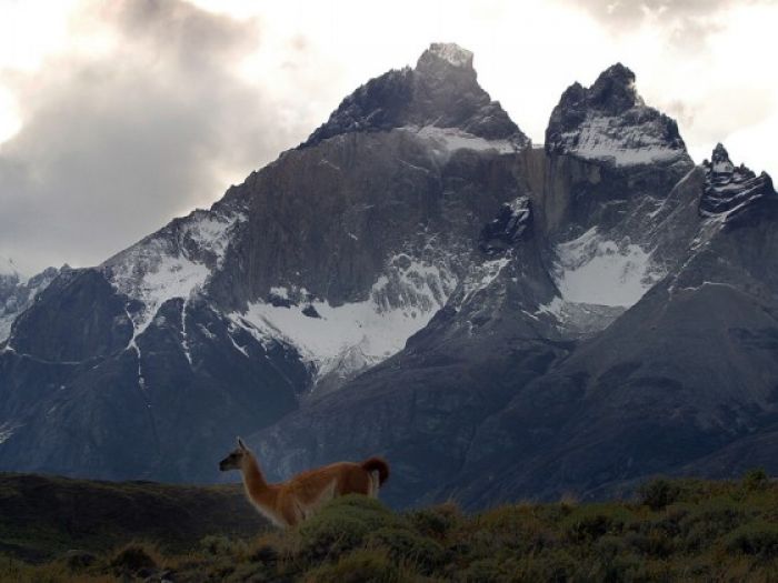 Patagonia Wildlife Safari