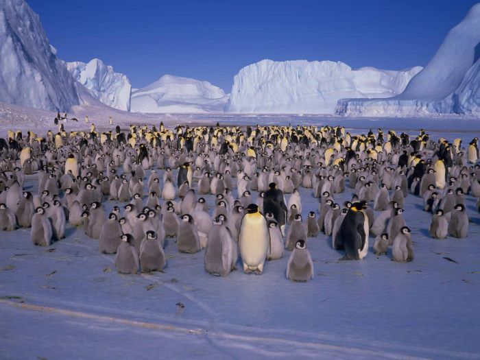 Antarctic Peninsula