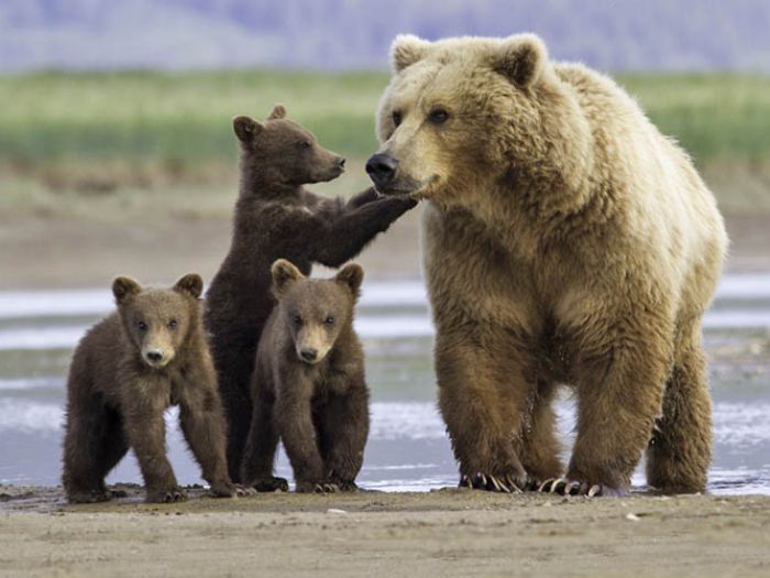 Alaska's Coastal Grizzlies: Kodiak to Katmai